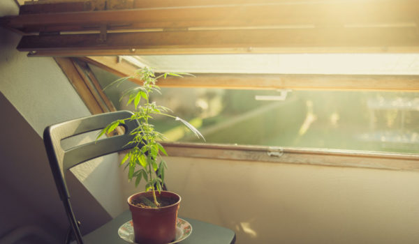 Weeding Out the Confusion: Cannabis and Home Insurance